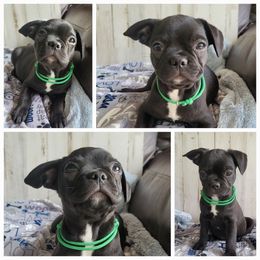 Boy 1 - male Companion Cross puppy in Collinston, Utah from Country Sunshine
