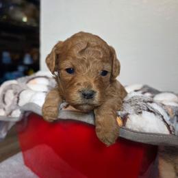 Cupid - Red male Cavapoo puppy in Blackfoot, Idaho from Draper Mountain Doodles