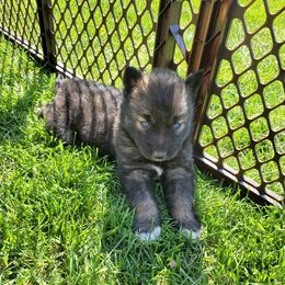 Siberian Husky Puppies from Blue Moon Siberian Husky Haven