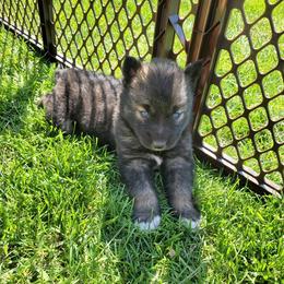Siberian Husky Puppies from Blue Moon Siberian Husky Haven
