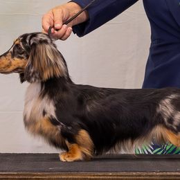 Dachshunds from Lawson's Kennel