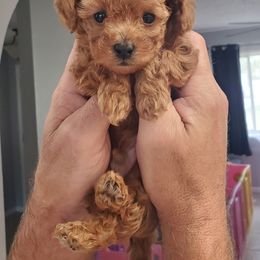 Boy 1 - Red  Poodle puppy in Spring Hill, Florida from Crandall's Petite Puppies
