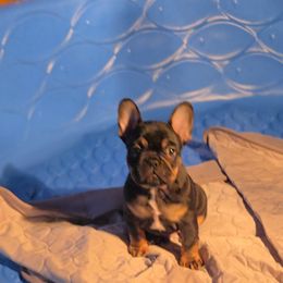 French Bulldog Puppies from Wulfrano Viveros