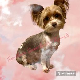 Kassie - Yorkshire Terrier