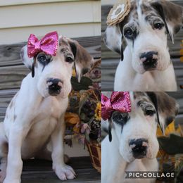 Great Dane Puppies from Cook’s Gentle Giants