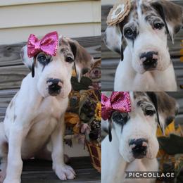 Great Dane Puppies from Cook’s Gentle Giants