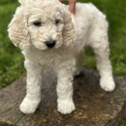 Goldendoodle Puppies from Table Rock Doodles