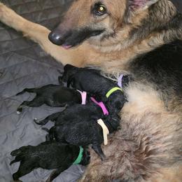 Boy 6 - Black and tan male German Shepherd puppy in Allentown, Pennsylvania from VMH Shepherds