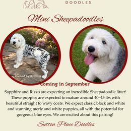 Bernedoodle puppies from Sutton Place Doodles