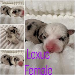 Lexus - Brindle merle and white female American Corgi puppy in Hico, Texas from Chisholm Trail Kennels