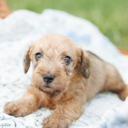 Isla-Read Full Description - Red female Dachshund puppy in Auxvasse, Missouri from Above Par Kennels