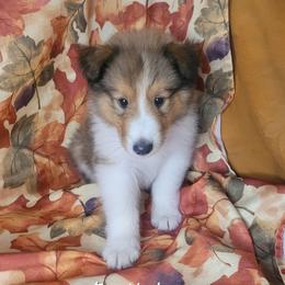 Bartholomew - Sable and white male Collie puppy in Mattoon, Illinois from Gold Leaf Collies