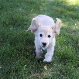 Girl 3 - Cream female Dachshund puppy in Craig, Colorado from Rocky Mountain Shih Tzus and Dry Creek Miniature Dachshunds