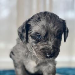 Double Doodles from Jeanie’s Doodles