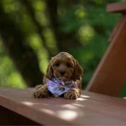 Nani - Red and white female Cockapoo puppy in Deming, Washington from Heavenly Puppies to Love
