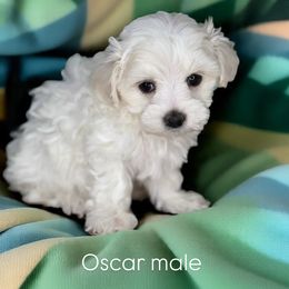 Boy 2 - White male Maltipoo puppy in West Jordan, Utah from Doodles Friend