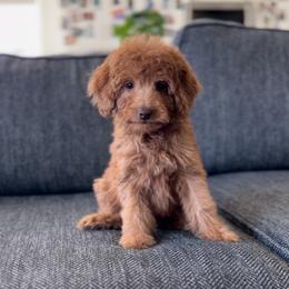 Powell - Red  male Goldendoodle puppy in St George, Utah from Doodle Bears of Southern Utah
