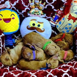 Goldendoodle Puppies from Lu Doodles