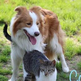 Cooper - Border Collie