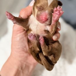 Black - Red male Australian Labradoodle puppy in Auburn, Washington from West Valley Labradoodles