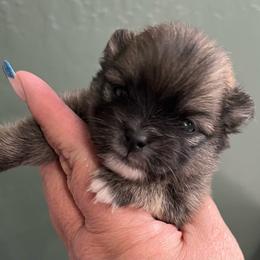 Paris - Cream sable female Pomeranian puppy in Arizona from Ma Petite Amore Pomeranians