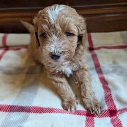 Max - Red  male Goldendoodle puppy in Portage, Michigan from Country Lane Goldendoodles