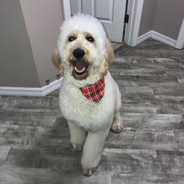 Double Doodles from Chezuko Double Doodles