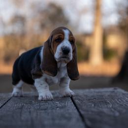 Female 1 - Black brown and white female Basset Hound puppy in Harwood, Missouri from Bar H Farms
