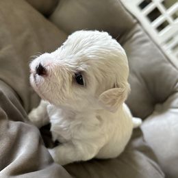 Havanese, Havapoo, and Poodle Puppies from Parlor Pups