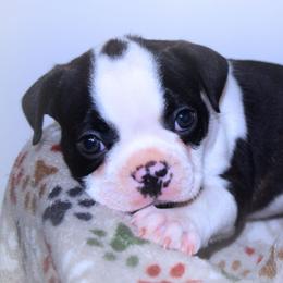 Baby Gunner - Black brindle and white male Boston Terrier puppy in Kingsport, Tennessee from Sleepwalker Bostons