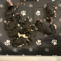 Bernedoodle Puppies from Russell Ranch Bernedoodles