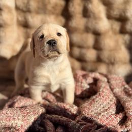 Lark - Yellow female Labrador Retriever puppy in Sweet Home, Oregon from Knotty Creek Labradors