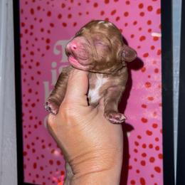 Pumpkin Spice - Apricot female Goldendoodle puppy in Hopkins County, Texas from Boutique Doodles