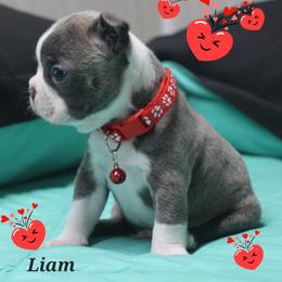 Liam - Blue male Boston Terrier puppy in Brooksville, Florida from Delamorés Pups
