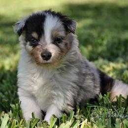 Australian Shepherd Puppies from Dovehawk Australian Shepherds