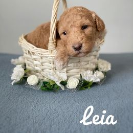 Goldendoodle Puppies from Ivie Mountain Doodles