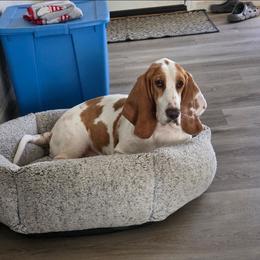 Daisy - Basset Hound