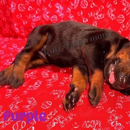 Purple - Black and rust female Doberman Pinscher puppy in Louisville, Kentucky from Ruiz Dobermans