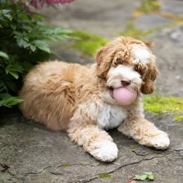 Australian Labradoodle Puppies from South Mitten Labradoodles