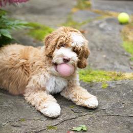 Australian Labradoodle Puppies from South Mitten Labradoodles