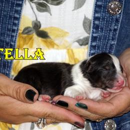 Stella - Girl - Black & tan female Toy Shetland Sheepdog puppy in Frazeysburg, Ohio from Mountain High Kennels