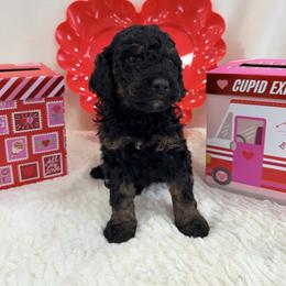 Crumbl - Sable male Bernedoodle puppy in Silver Lake, Indiana from ‘Mut’zger Doodles