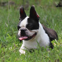 Domino - Boston Terrier