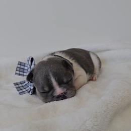 Winston - Blue male French Bulldog puppy in Utah from Perfect Fit Frenchies