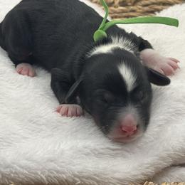 Green boy - Tri-color male Bernedoodle puppy in O'fallon, Missouri from Rockin R Doodles