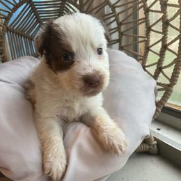 Spot - Red tri-color male Australian Shepherd puppy in Grants Pass, Oregon from Carmel Mountain Aussies