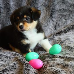 Ritz - Black and tan female Pembroke Welsh Corgi puppy in California City, California from Piff N Puff Corgis