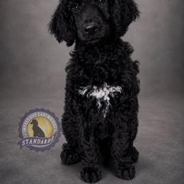 Poodle Puppies from Impressive Cartwright Standards
