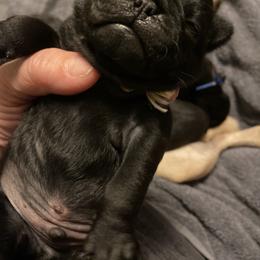 PUGSLEY  Yellow boy 3 - Black male Pug puppy in Onalaska, Washington from Cupid’s Pugs