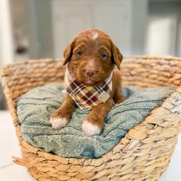 Alden - Red  male Goldendoodle puppy in Sulphur, Louisiana from Curly Q’s Of Carlyss